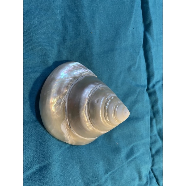 Deep Sea Shells Very Beautiful Worth Collecting Shopee Malaysia