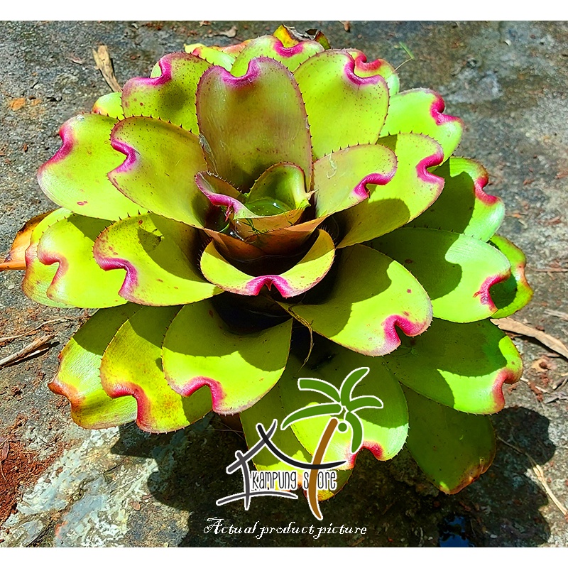 Neoregelia Ninja Pink (Lotus shaped bromeliad) | Shopee Malaysia