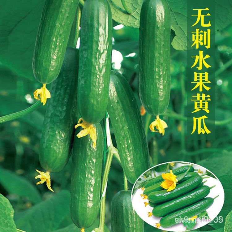 Fruit cucumber four seasons sowing seeds highyield cucumbers without