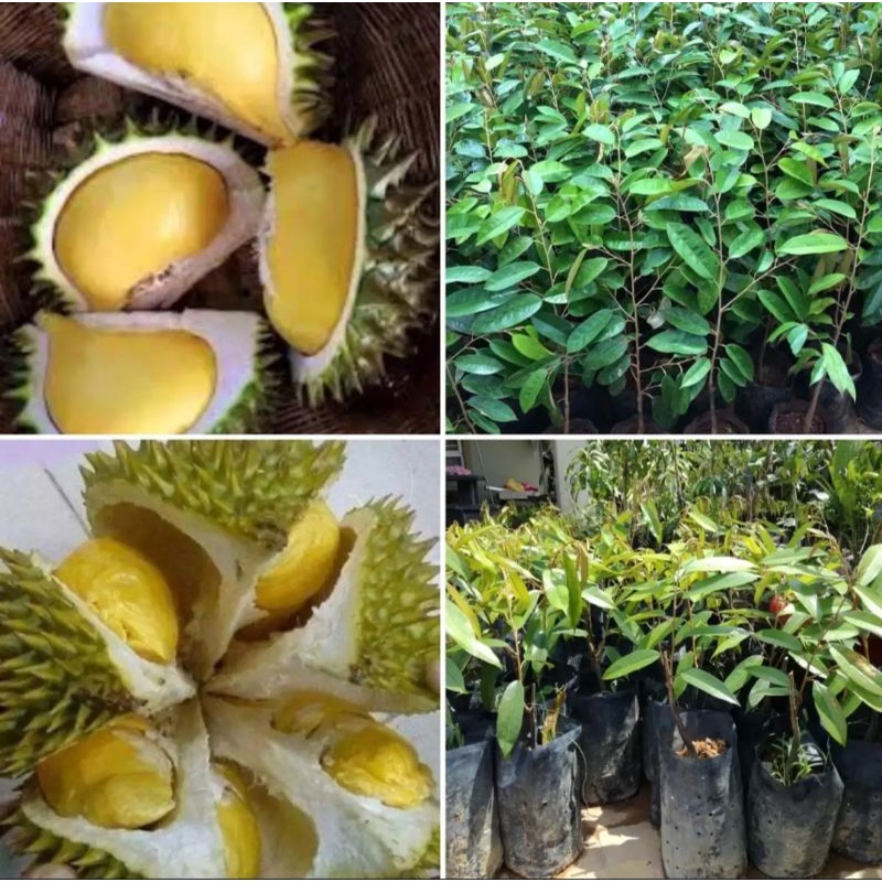 pokok-durian-nok-kracip-kucing-tidur-siam-shopee-malaysia
