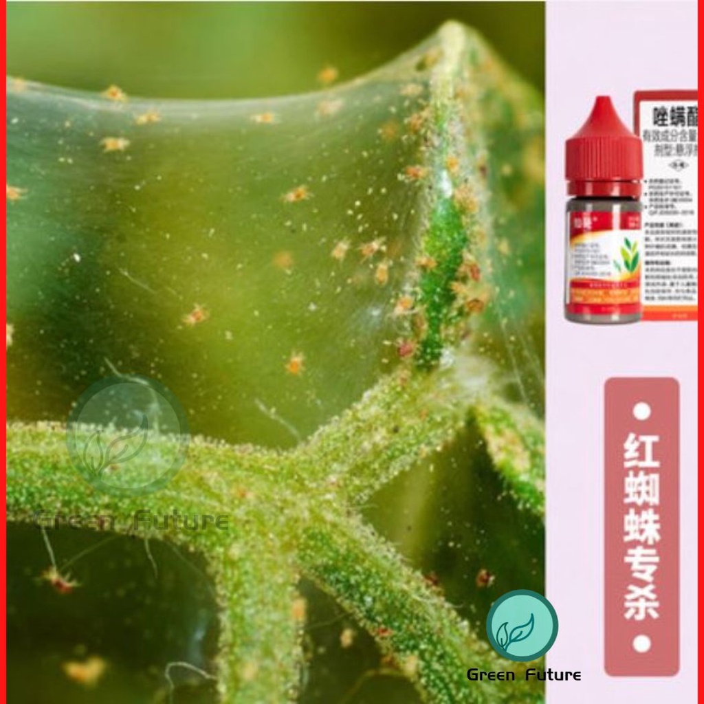 仙葩 专杀 红蜘蛛 专灭红蜘蛛 fenpyroximate red Spider Mite Starscream fenpiroksimat ...