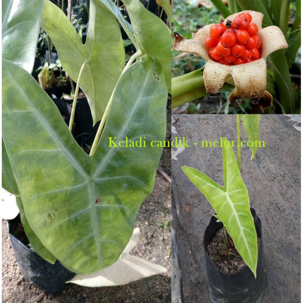 ANOR - Anak Pokok Keladi Candik (Alocasia denudata) | Shopee Malaysia