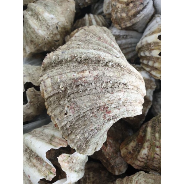 Kima Seafood Kerang Gergasi Shopee Malaysia