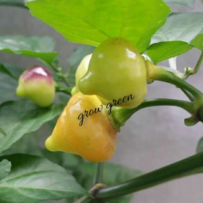 20seeds Biji Benih Cili 040 Jamaican Red Hot Rare Seed 🔥🔥pedas