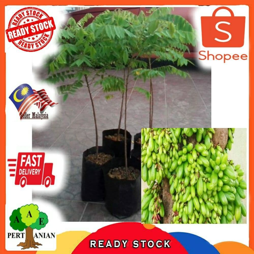 Pokok Belimbing Buluh Rendah Dan Cepat Berbuah | Shopee Malaysia