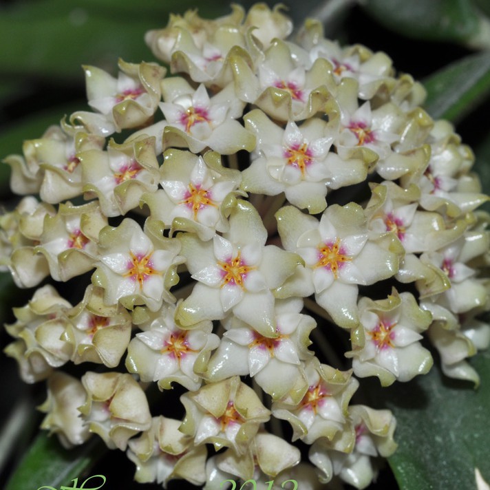 Hoya Verticillata Var Hendersonii (real plant) | Shopee Malaysia