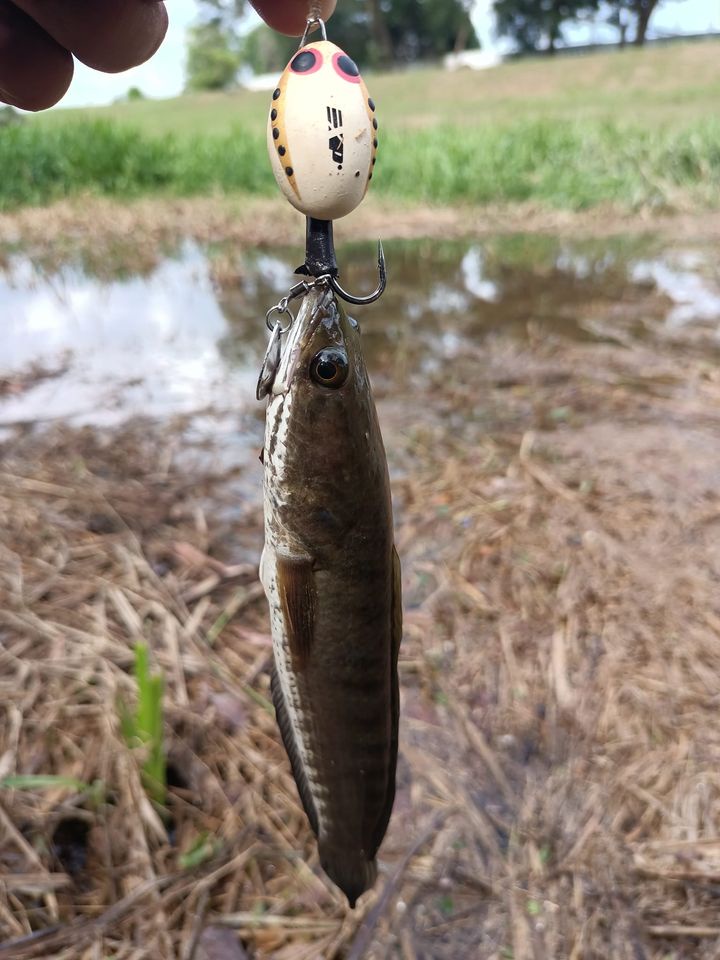 EXP Micro C Frog EXP Soft Frog Murah Haruan Killer Katak Casting Umpan ...