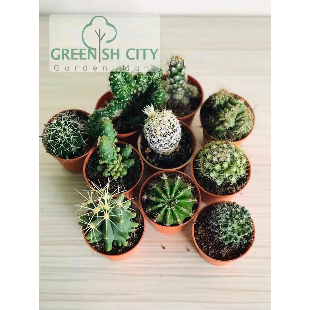 GM4U Real Mini Cactus Plant Live Succulent Plant Live Plant Succulents ...
