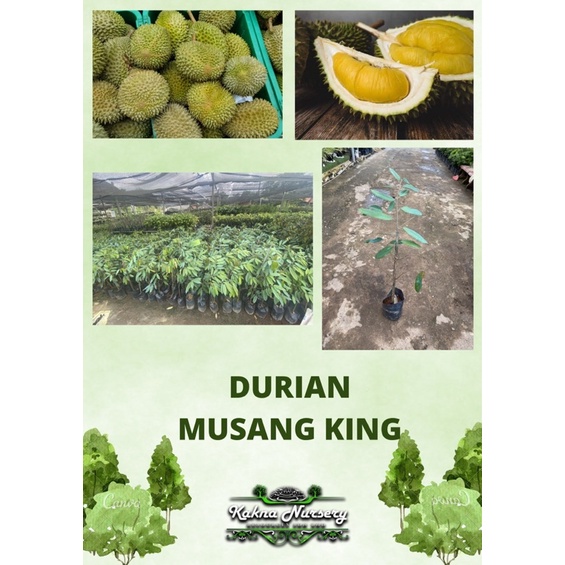 Durian Musang King / Pokok Hybrid / Anak Pokok Durian / Durian Kunyit ...