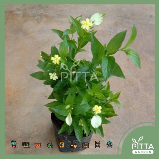 Dwarf Mussaenda Yellow Plant with polybag (PTG0146) - RANDOMLY PICK ...