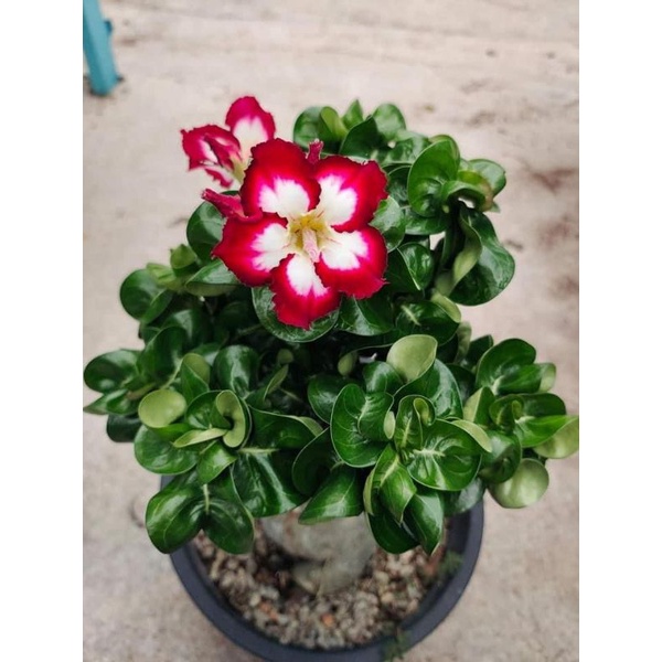 Adenium Kemboja Taiwan Mini ID Cao Cao/迷你富贵花 | Shopee Malaysia