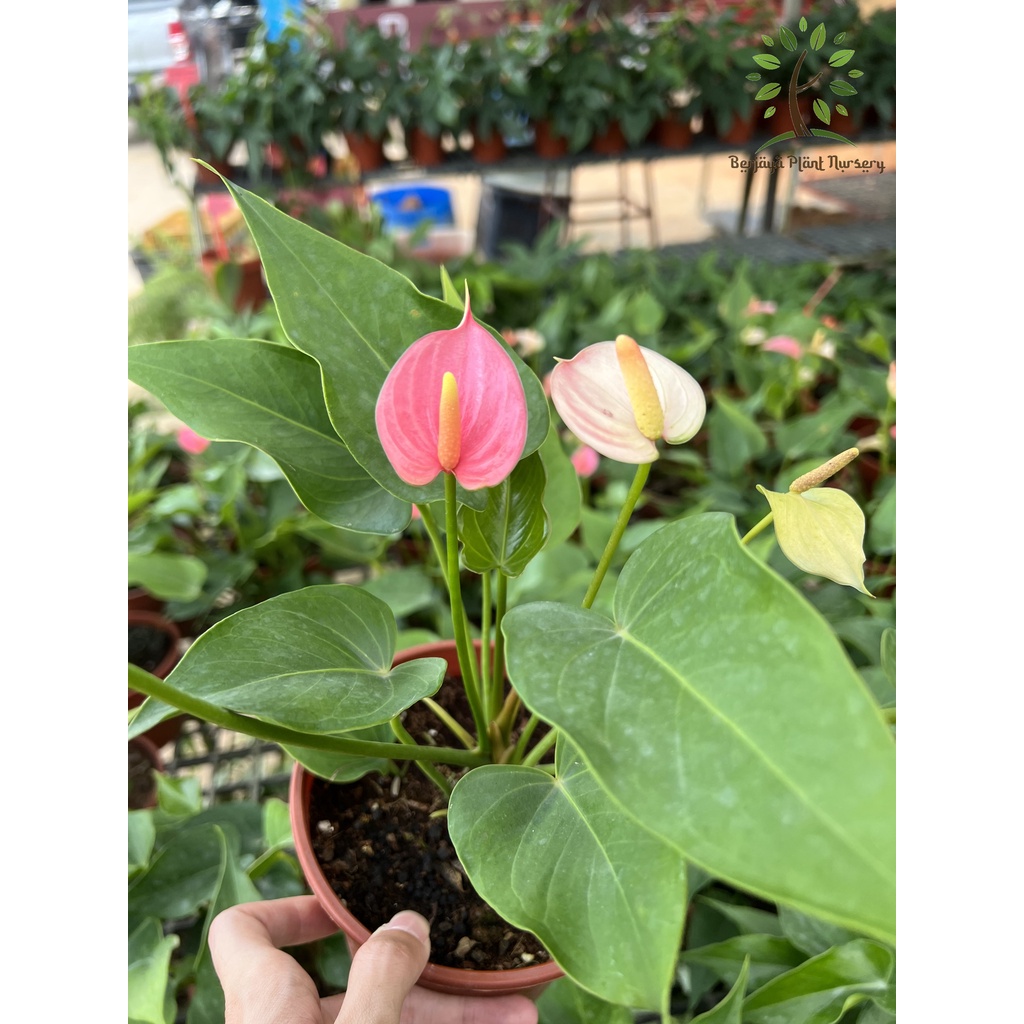 Berjaya Plant Nursery - Anthurium(Pokok Bunga Hidup/Pokok Hiasan Dalam ...