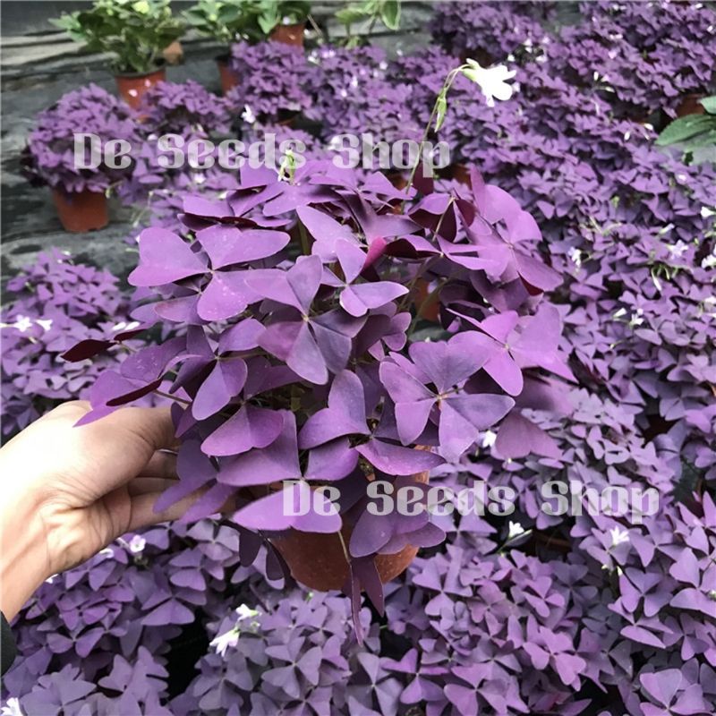 Benih Bunga Rama² Ungu 3 roots/Oxalis Triangularis/紫叶酢浆草种根球 | Shopee ...