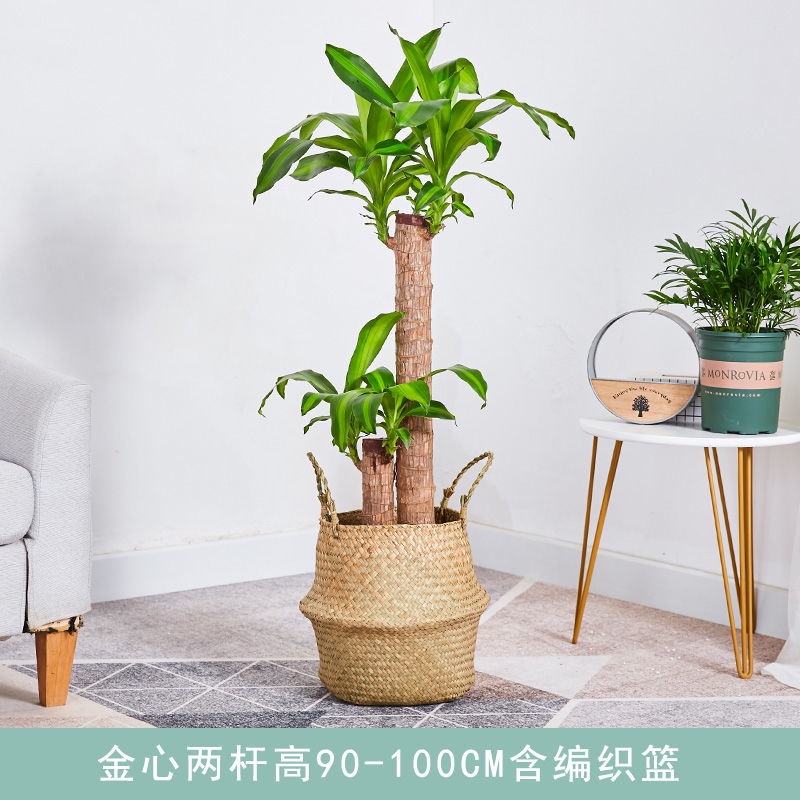 巴西木盆栽大型幸运木三杆步步高土培绿植物易养活花卉客厅吸甲醛 