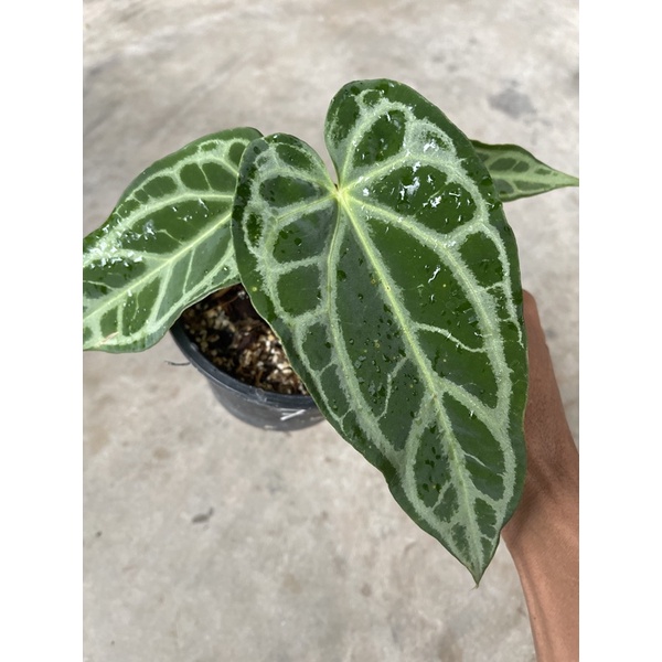 soil for anthurium 8L Anthurium Soilless Potting Mix for Anthuriums