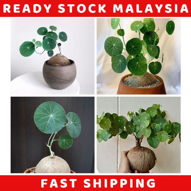 Stephania Erecta Indoor Plant Thailand 圆叶山乌龟 | Shopee Malaysia