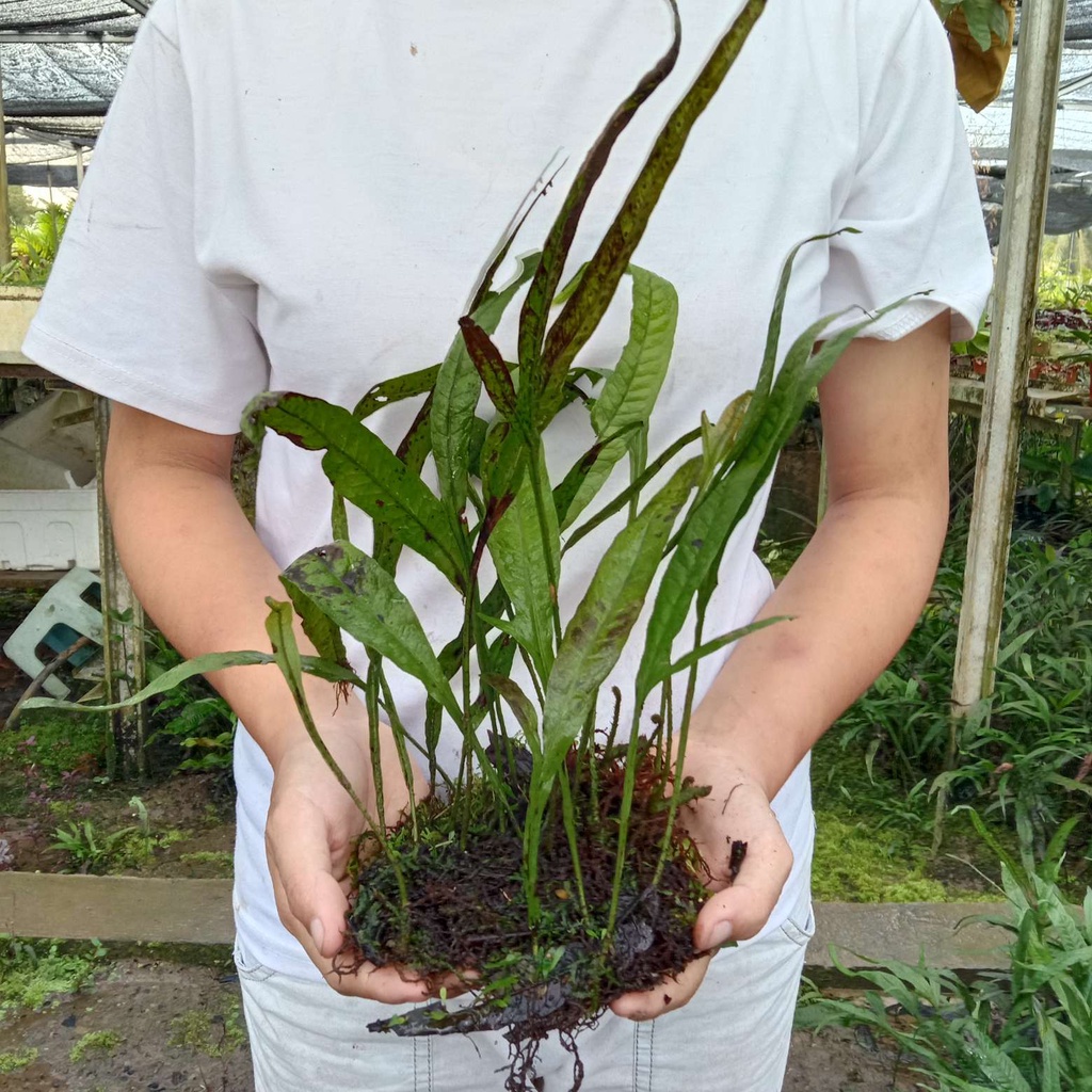Aquarium landscape live water plant/ Microsorium pteropus Java fern ...