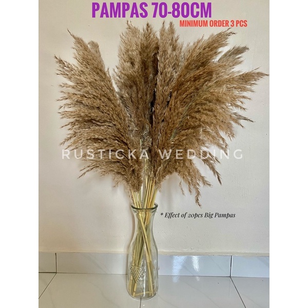 Daun Pampas Kering White Natural Pampas Grass Deco Cream Fluffy Fur ...