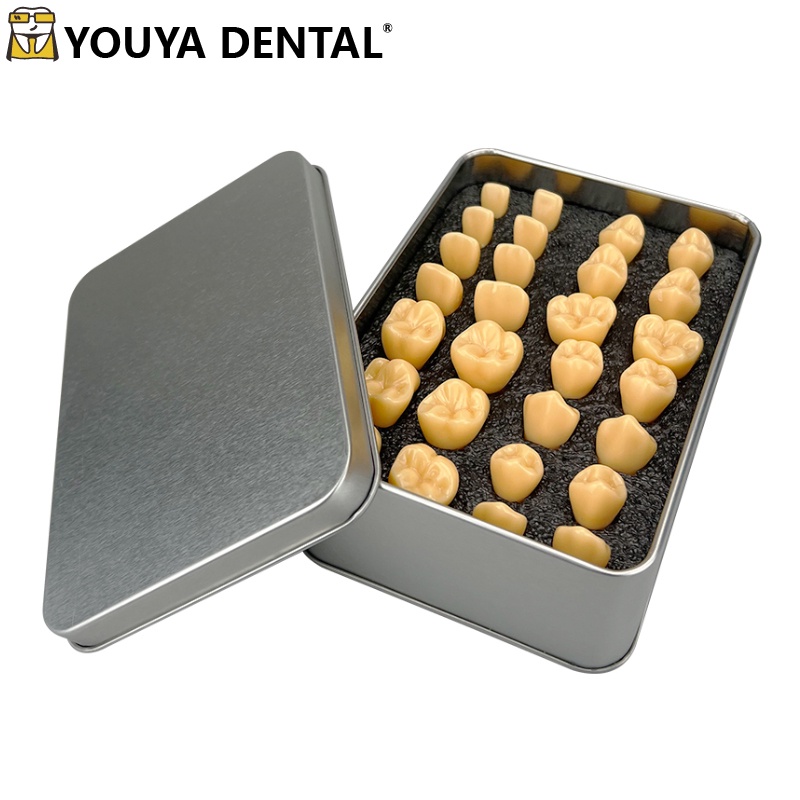 28Pcs/Set 2 Times Carved Ivory Model Dentist Dental Students With Tooth ...