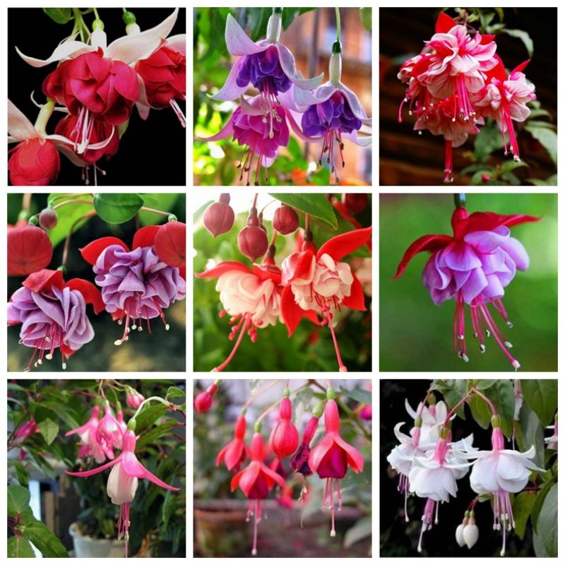 Biji Bunga - Bunga Fuchsia | Flower Seed - Fuchsia | 花种子 - 倒挂金钟 ...