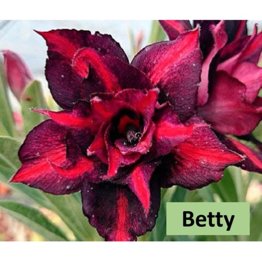 5 Adenium Fu Gui Flower Desert Rose Seeds Benih Bunga Kemboja 富贵花 沙漠玫瑰 ...