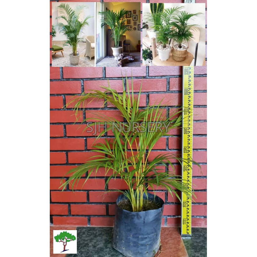 SJH - Areca palm / Butterfly palm / Yellow palm / 散尾葵 [Real Plant/Live ...