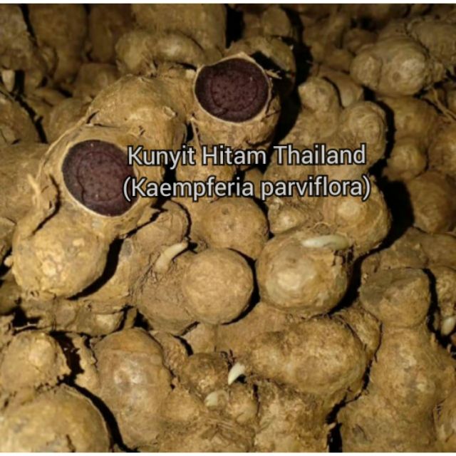 100gram Rizom Kunyit Hitam (Black Ginger / Kaempferia parviflora ...