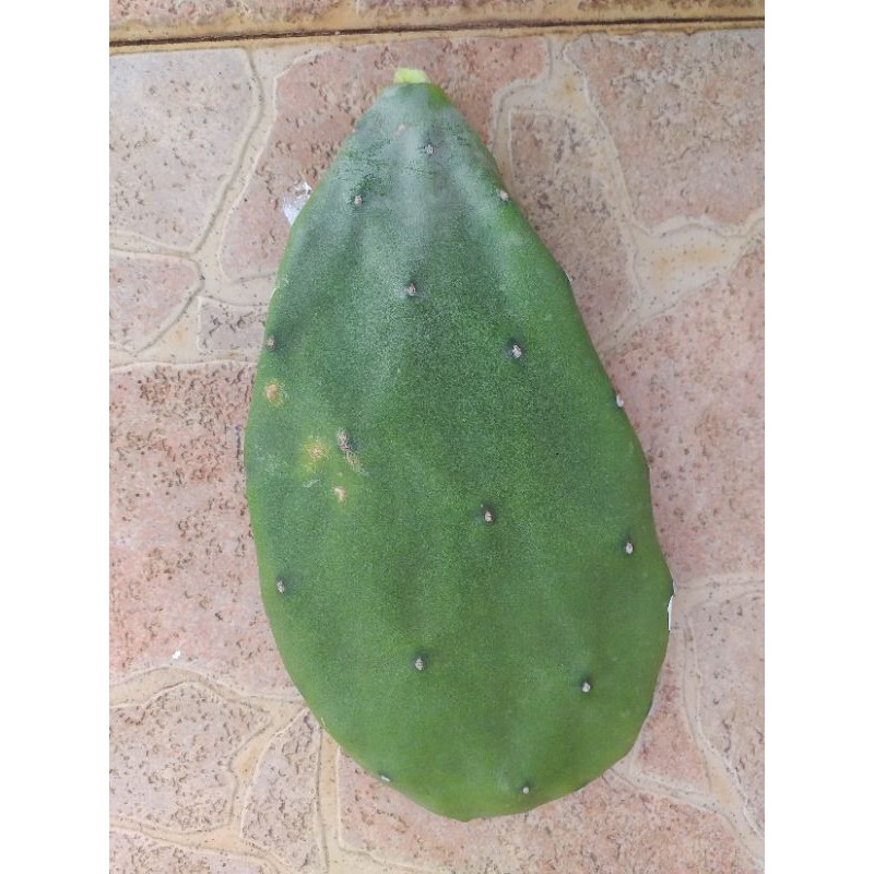 1 keping benih pokok kaktus besar | Shopee Malaysia