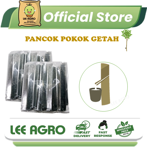 1 PACK (35+/-PCS) PANCOK POKOK GETAH/ SUDU POKOK GETAH | Shopee Malaysia