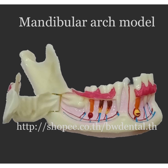 Dental Communication Model Mandibular for Teaching Training | Shopee ...