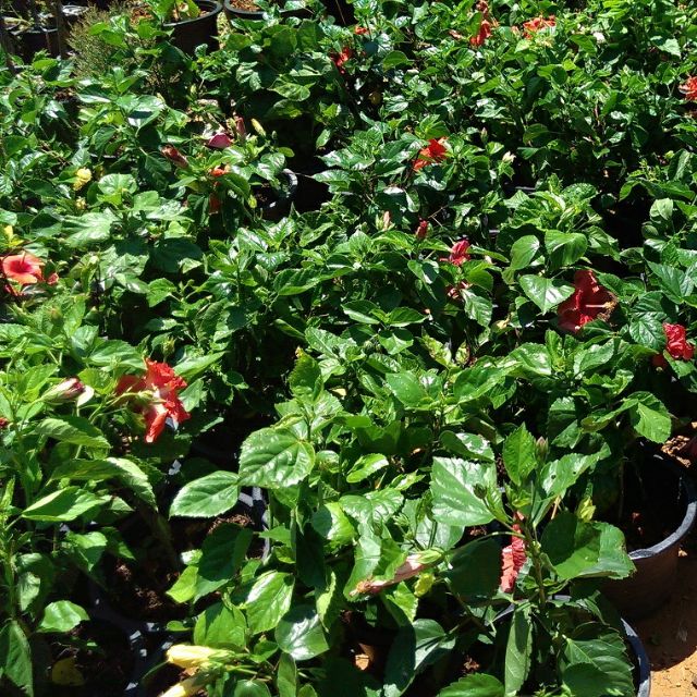 Pokok bunga raya (hibiscus) 100% terbaik (Ada pelbagai warna) | Shopee ...