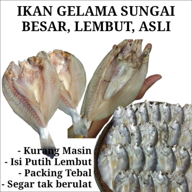 [READY STOCK] IKAN KERING GELAMA SUNGAI BESAR ASLI GRED TERBAIK / IKAN ...