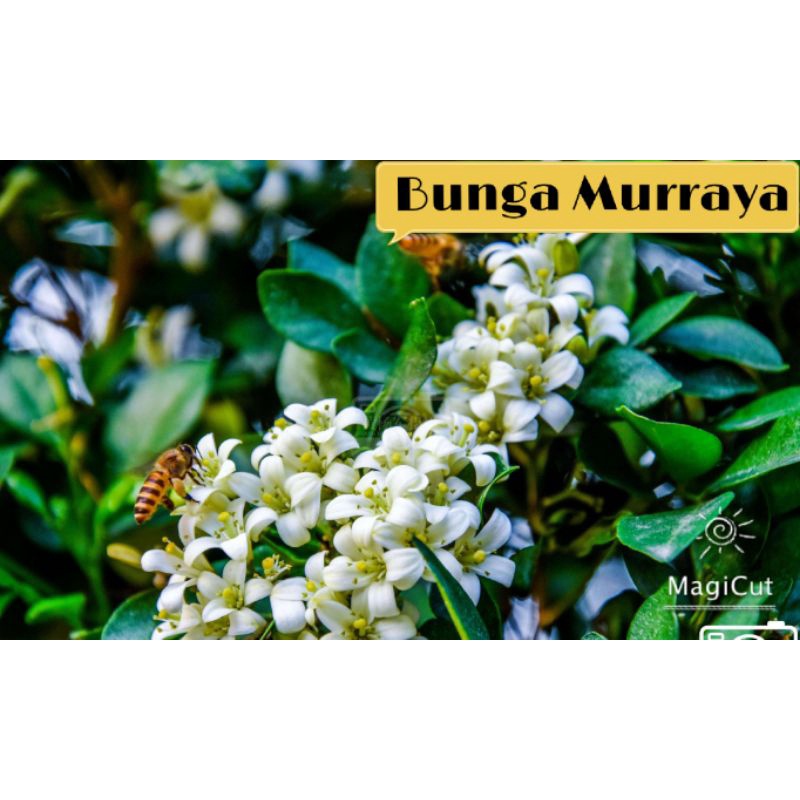 SUMBER MAKANAN KELULUT Bunga Murraya (Bunga Kemuning) | Shopee Malaysia