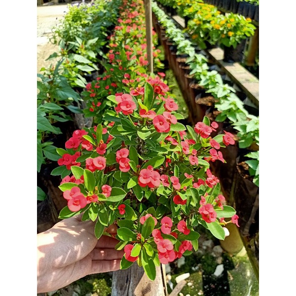[Paling Horticulture Sdn Bhd] Pokok Bunga Raja | Euphorbia Milli ...