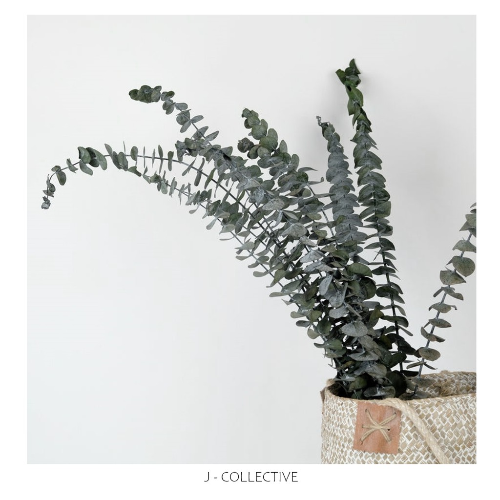 [READY STOCK] Preserved baby eucalyptus, silver dollar eucalyptus