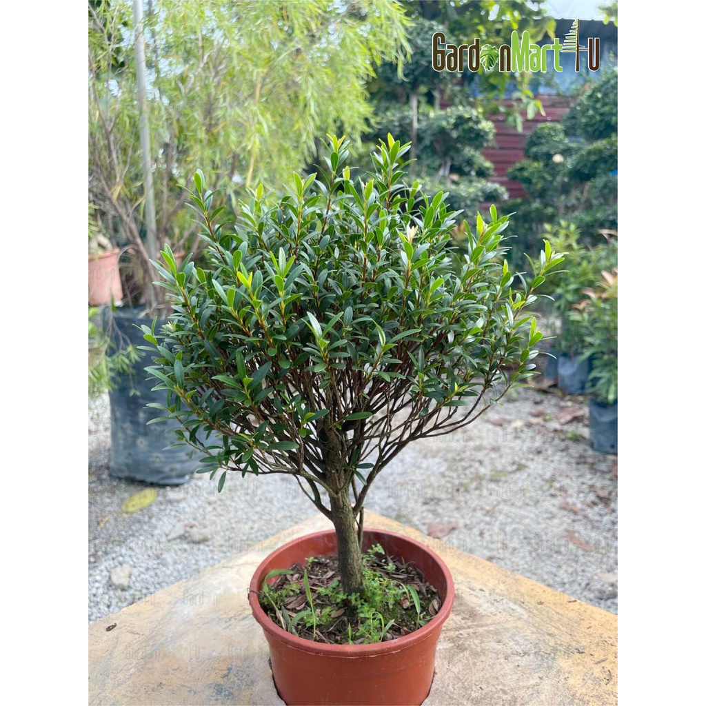 Syzygium Buxifolium 'Boxleaf Eugenia' Live Plant Pokok Bonsai 小叶赤楠 ...