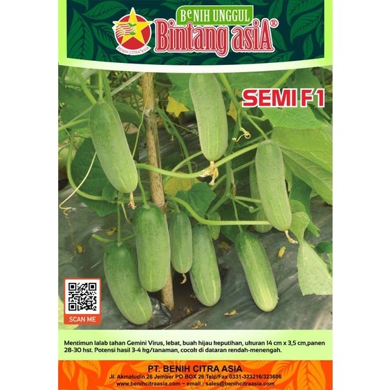 BINTANG ASIA - Biji benih Timun mini baby Semi F1 Keluaran Bintang Asia ...