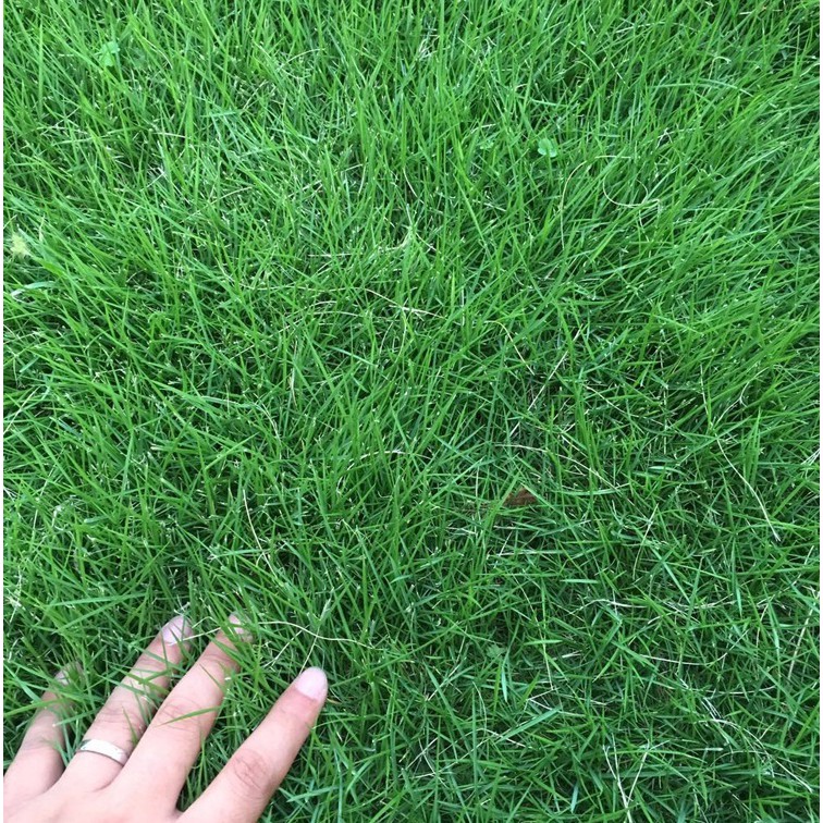 100pcs Lawn Seed Courtyard Villa American Four Seasons Rye Grass Seeds