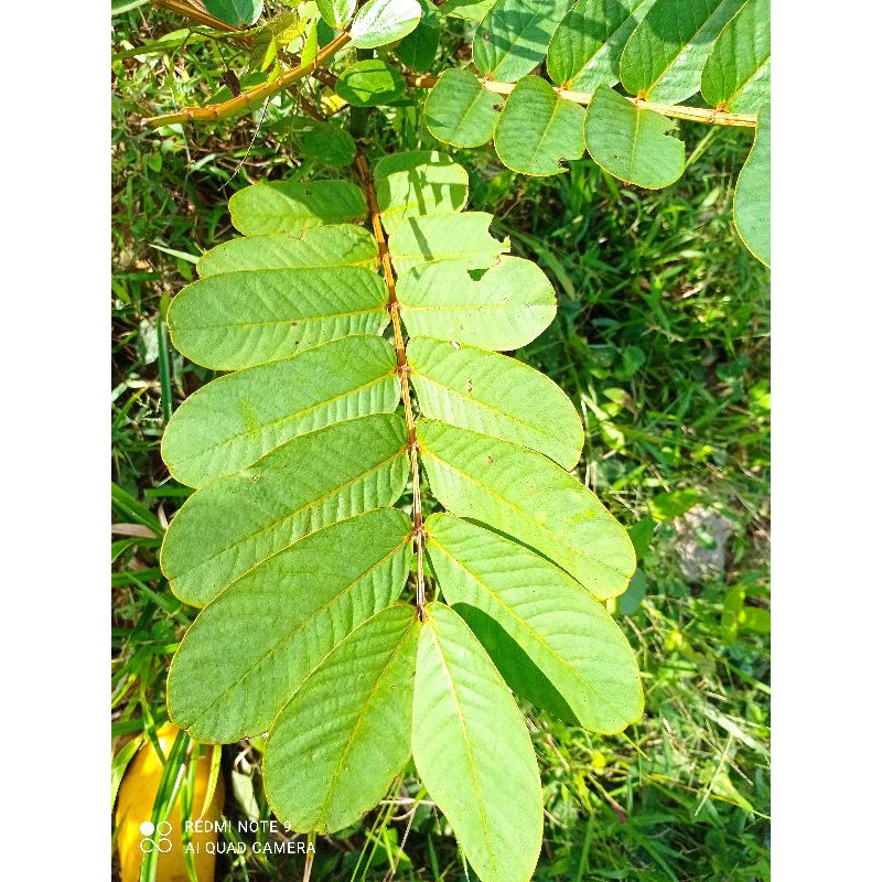50 helai daun gelenggang/ senna leaf | Shopee Malaysia
