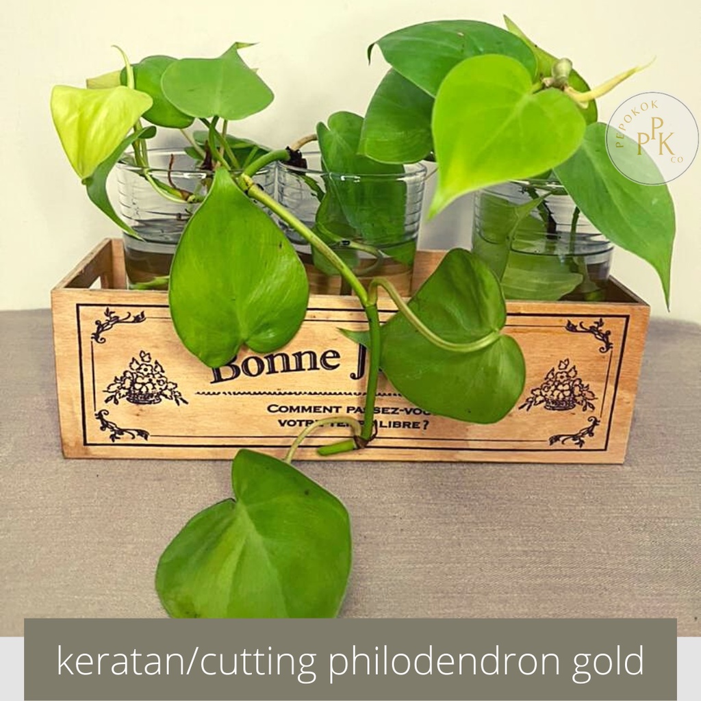 Keratan Batang | Cuttings] Philodendron Scandens Gold | Shopee Malaysia