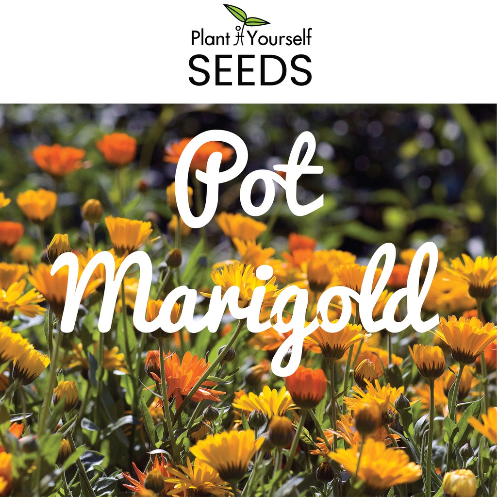 Pot Marigold Seeds