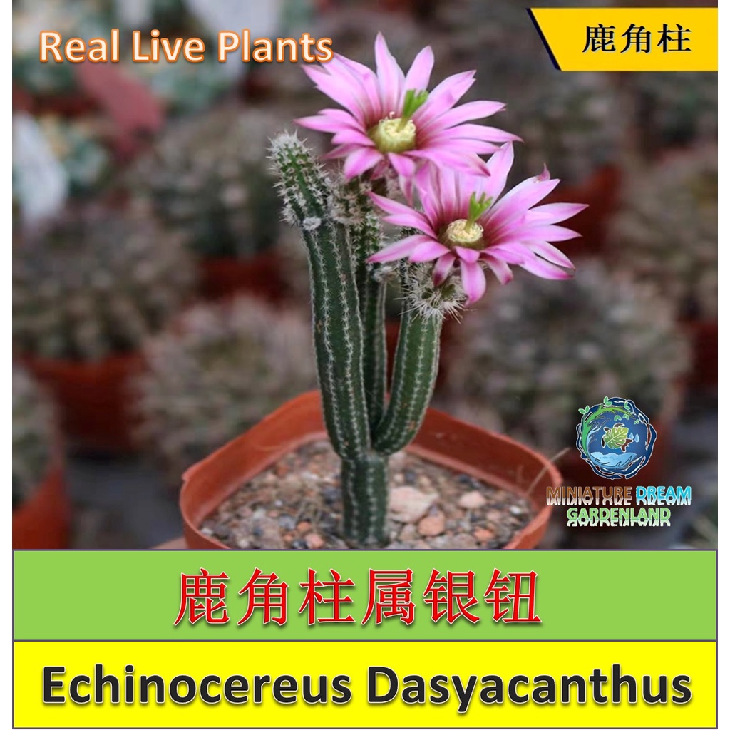 【ready Stock现货】real Live Succulents Echinocereus Dasyacanthus 鹿角柱属银钮仙人 