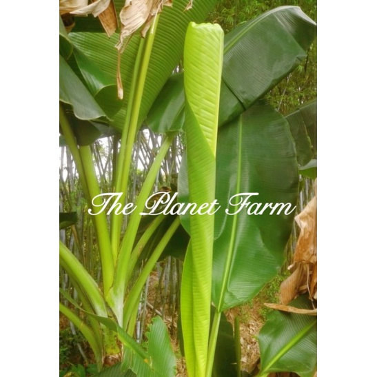 Daun pisang muda/Pucuk Daun pisang（with whole Stem) | Shopee Malaysia