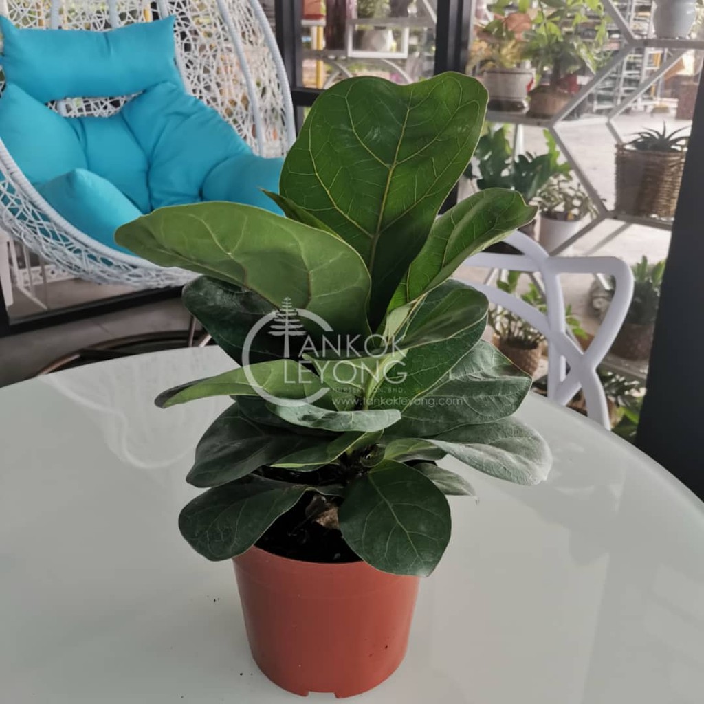 TKL - Ficus Lyrata Bambino (Fiddle-Leaf Fig)/ Bambino Multi 芭比榕/小叶琴叶榕/粗 ...