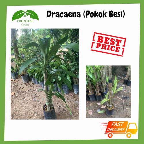 Green Leaf Nursery Dracaena fragrans/ Pokok Besi // 铁树 /香龙血树 /READY