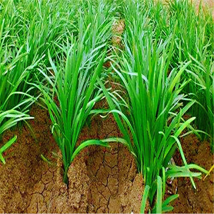 Benih Daun Kucai(100 seeds )/韭菜种子/Chives Seeds | Shopee Malaysia
