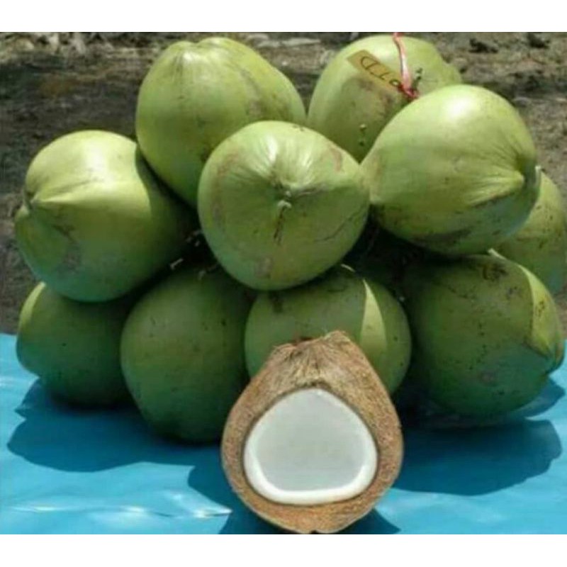 Anak Pokok Kelapa Tacunan Gred A / Thaildand Gred / Pokok Rendah dan ...