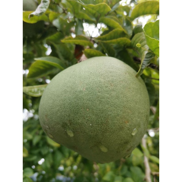 vilvam fruit bael fruit Shopee Malaysia