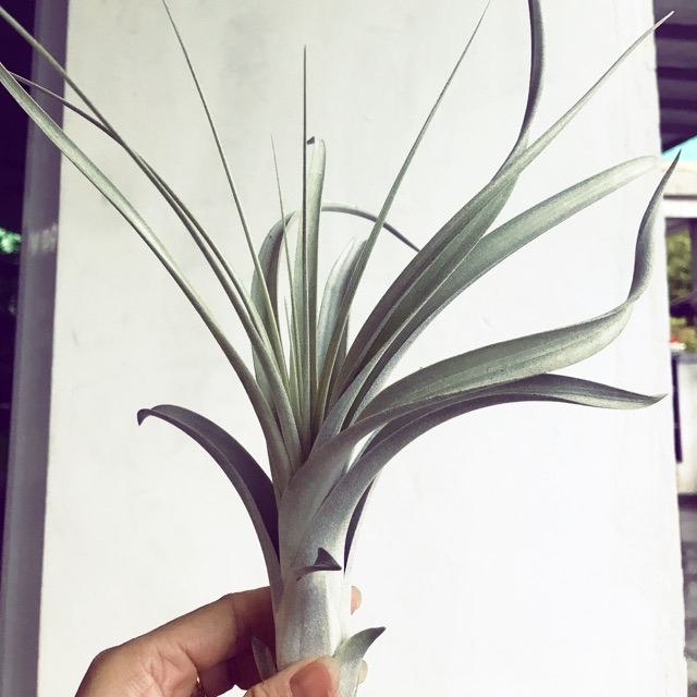 Air Plant Crowning Glory (xerographica X exserta) | Shopee Malaysia