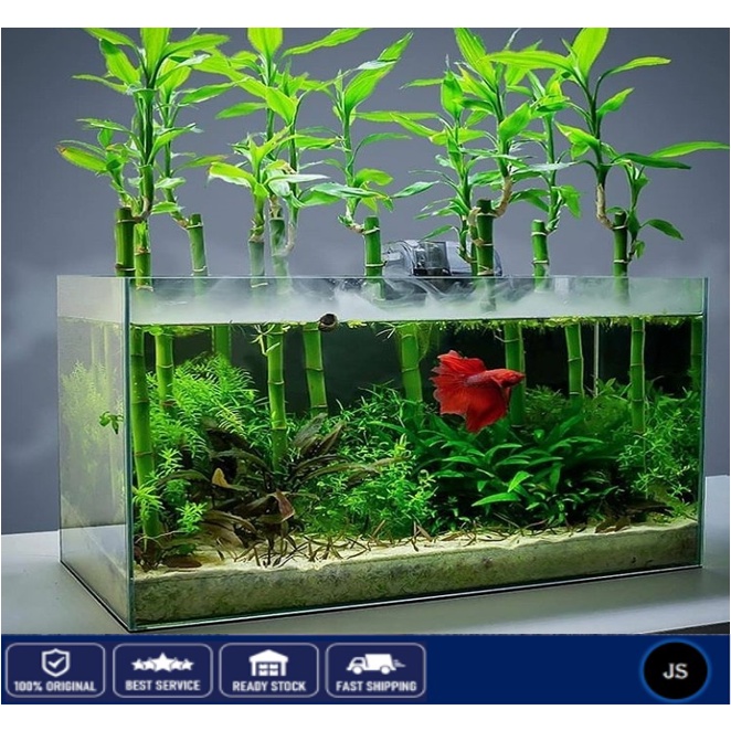 Premium Live Bamboo for Aquarium Aquatic Live Plant Bamboo for Aquarium Decoration Home Living Tebu Hiasan